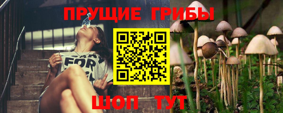Псилоцибиновые грибы GOLDEN TEACHER Сокол